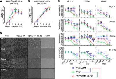 Construction of VSVΔ51M oncolytic virus expressing human interleukin-12